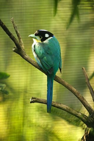 File:Lightmatter Long-tailed broadbill.jpg