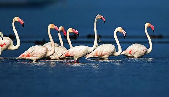 File:Migratory Flamingos at Chilika.jpg