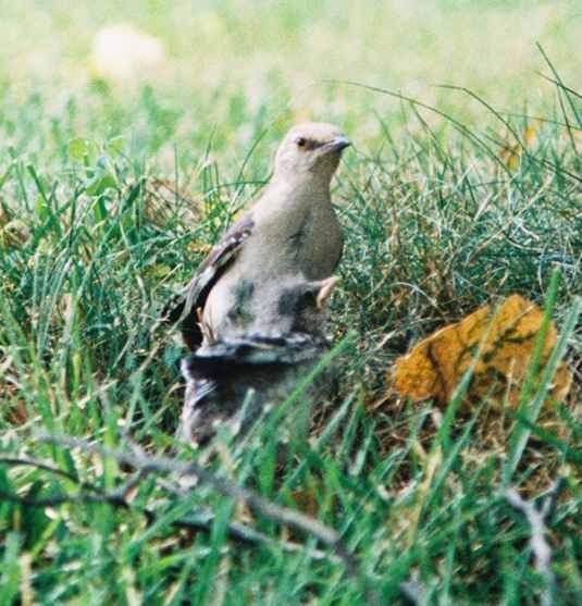 File:Mockingbird Feeding Chick031.jpg