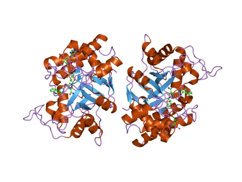 File:PDB 1ef3 EBI.jpg