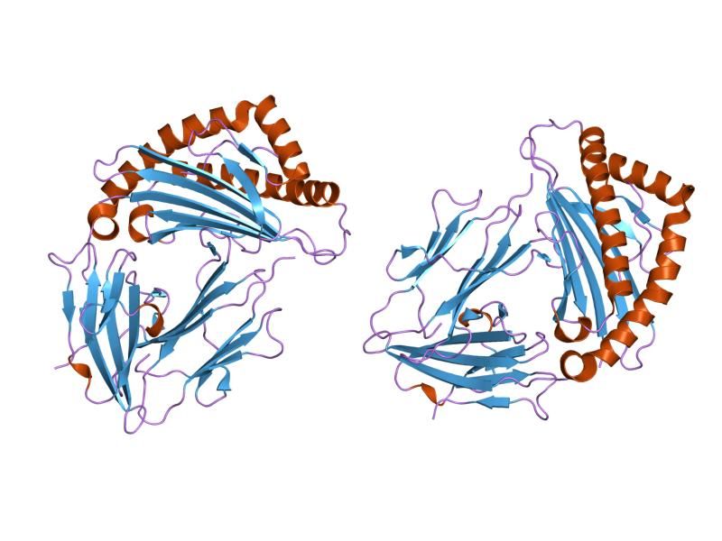 File:PDB 1qr1 EBI.jpg