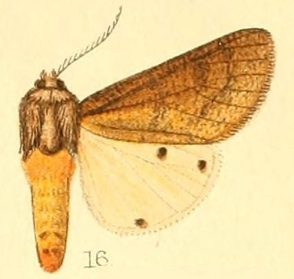 File:Pl.50-16-Teracotona subterminata (Hampson, 1901).JPG