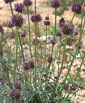 File:Salvia columbariae.jpg