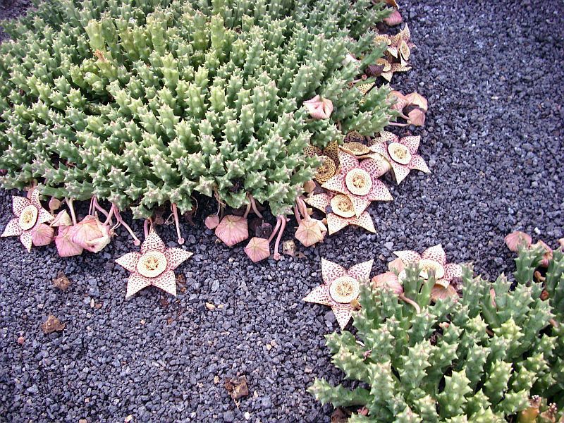 File:Stapelia variegata pm.jpg