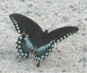 File:Swallowtail8893.jpg