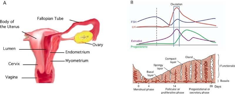 File:Uterine anatomy..jpg