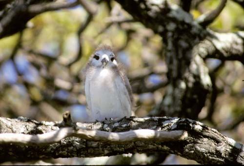 File:White Tern, Ducie Island.jpg