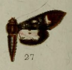 File:27-Desmia melaleucalis Hampson, 1898.JPG