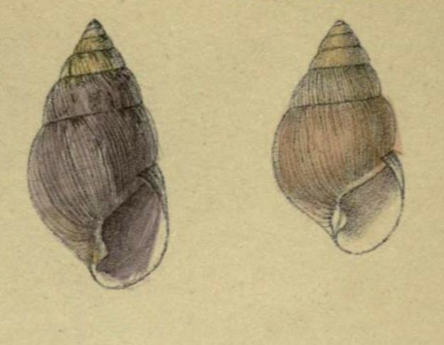 File:Amastra violacea 001.jpg