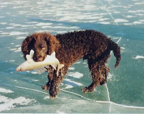 File:American Water Spaniel 001.jpg