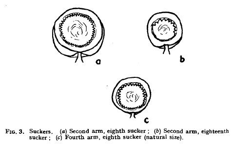 File:Arm suckers of giant squid, 1935.jpg