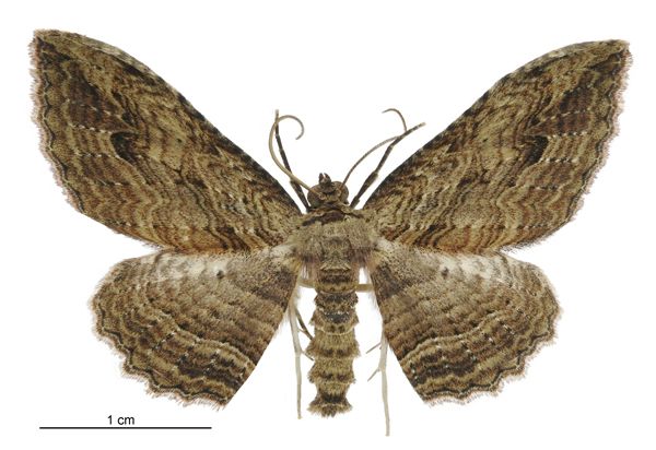 File:Austrocidaria anguligera male.jpg