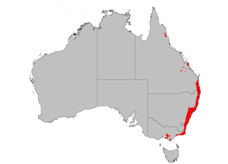 File:B spinulosa dist map.png