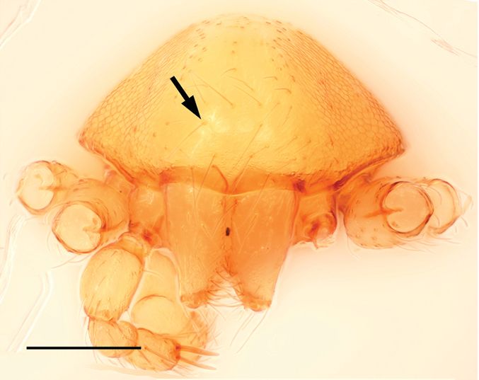 File:Bannana crassispina male anterior.jpg