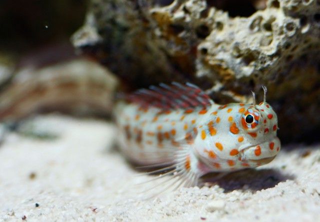 File:Blenniella chrysospilos (Bleeker, 1857).jpg