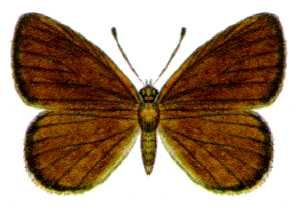 File:Candalides heathi (ento-csiro-au).jpg