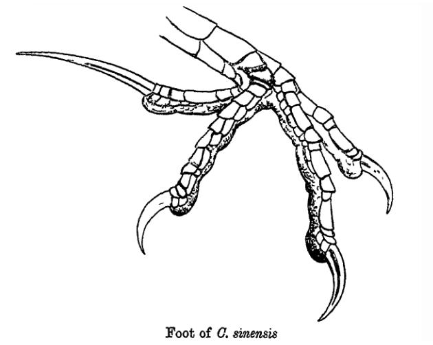 File:CentropusFoot.png