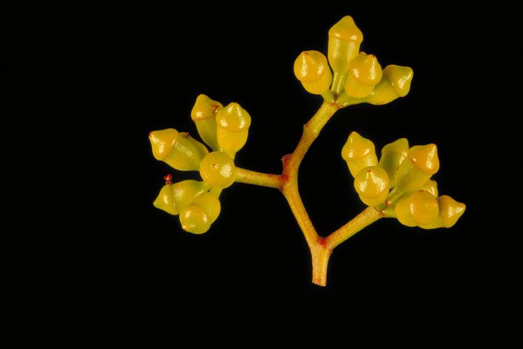 File:Corymbia bloxsomei buds.jpg