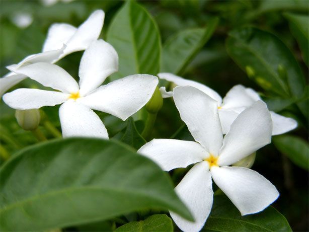 File:Crape Jasmine bd.jpg