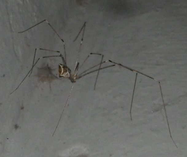 File:Crossopriza lyoni - Tamil Nadu, India (cropped).jpg