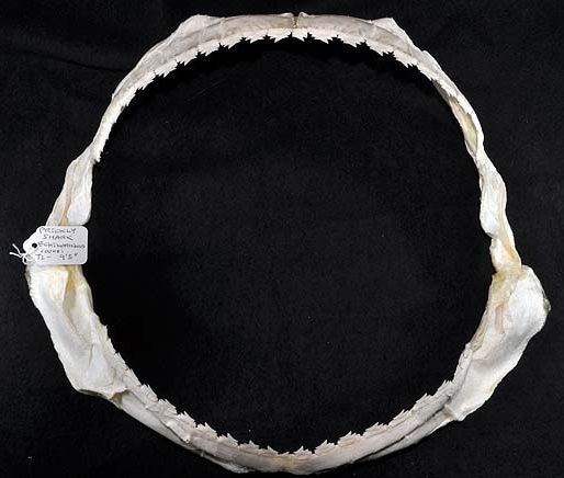 File:Echinorhinus cookei jaws.jpg