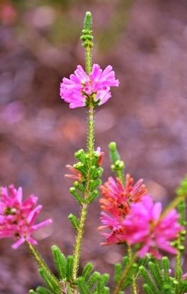 File:Erica verticillata Cape Flats Sand Fynbos CT.JPG