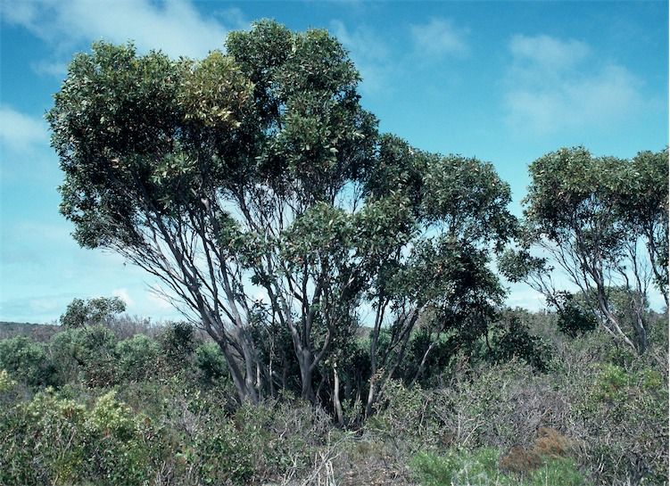 File:Eucalyptus semiglobosa.jpg