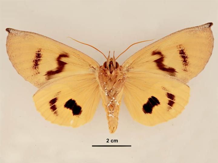 File:Eudocima aurantia male ventral.jpg