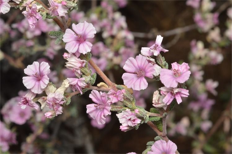 File:Frankenia serpyllifolia pink flowers.jpg