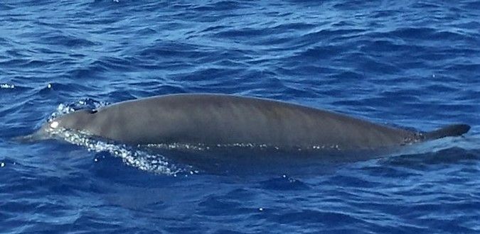 File:Gervais' Beaked Whale (cropped).jpg