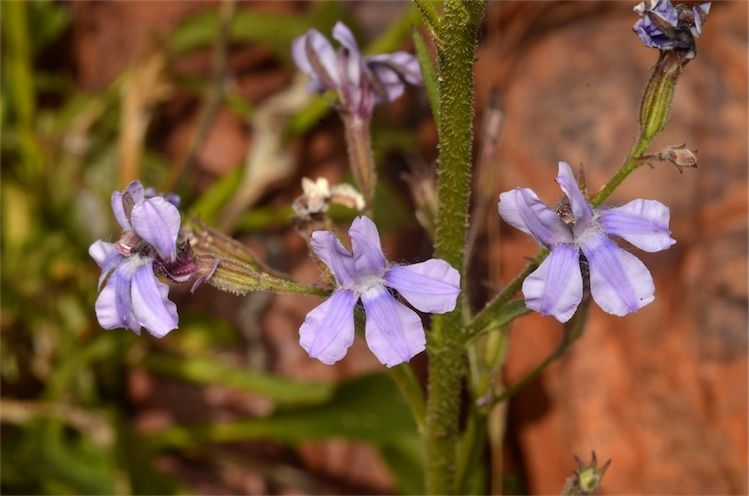 File:Goodenia ramelii flowers.jpg