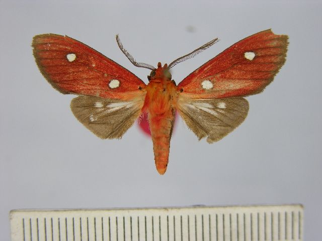 File:Hyperthaema sanguineata.JPG