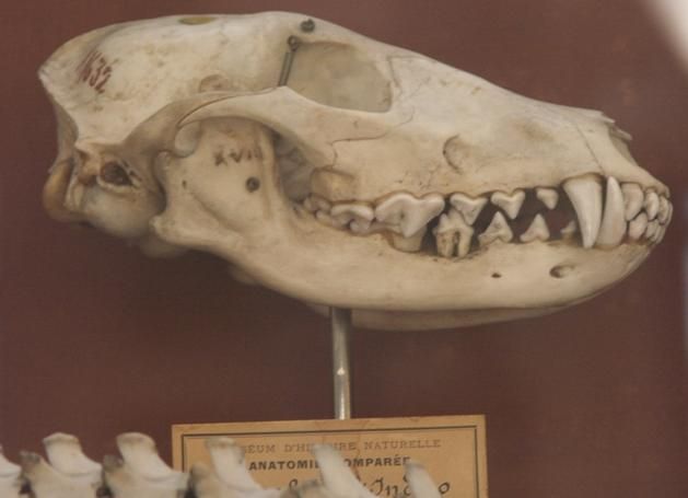 File:Indianjackalskull.jpg