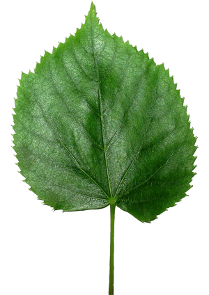 File:Leaf.png