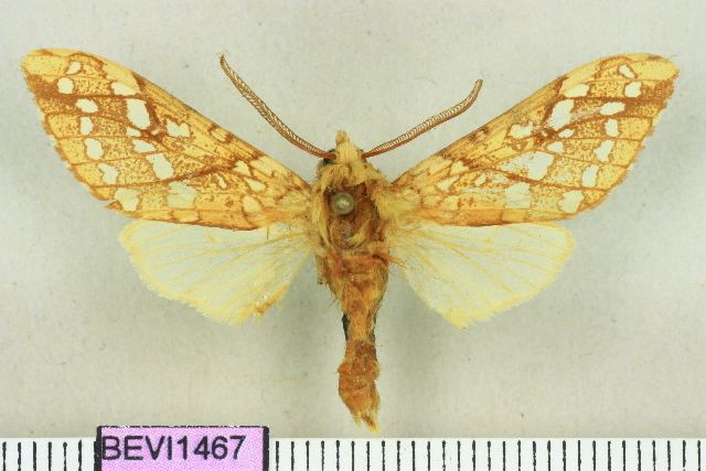 File:Lophocampa caryae1.jpg