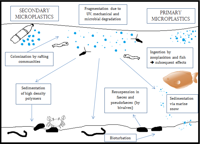 File:Microplastics impact on biological communities.png