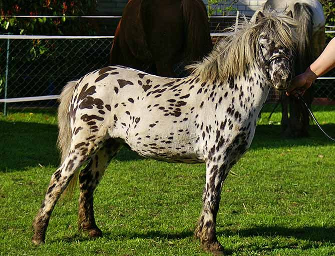 File:Mini-Appaloosa Stute.jpg