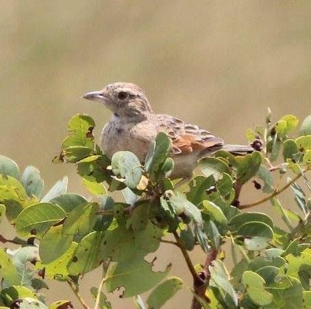 File:Mirafra angolensis, Tembe, Birding Weto, a.jpg