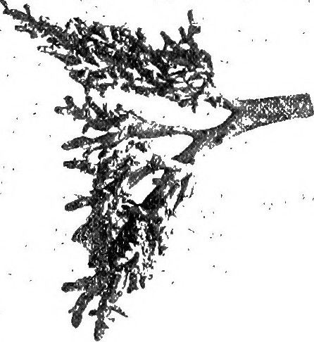 File:Monopodial branching in Rabbit Lungs.jpg