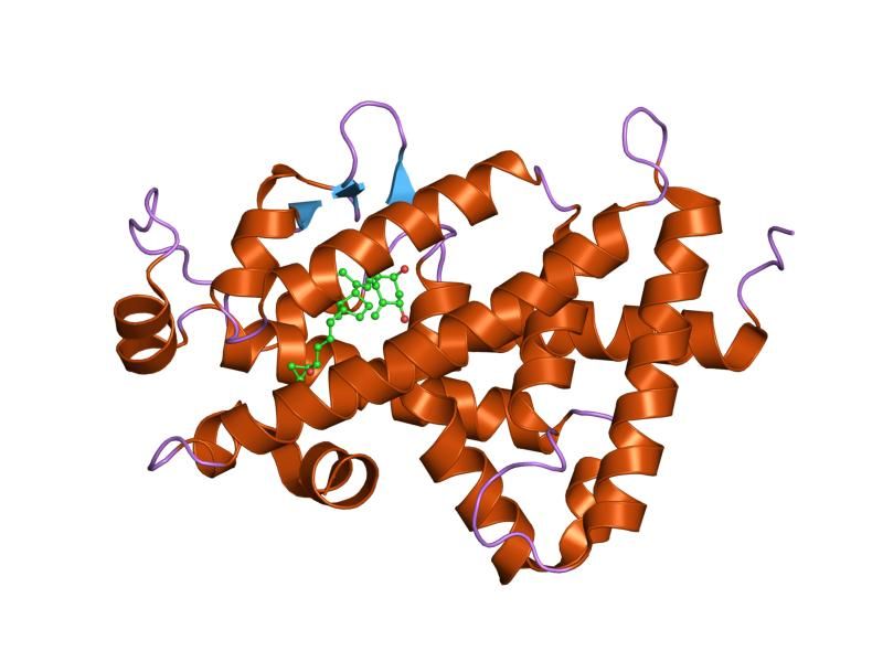 File:PDB 1s19 EBI.jpg