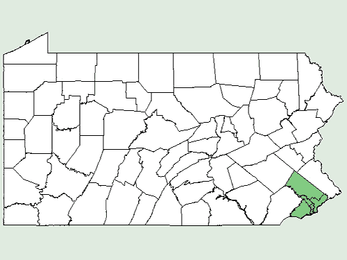 File:Pachysandra procumbens NY-dist-map.png