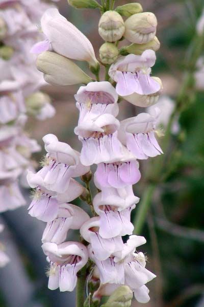 File:Penstemon palmeri closeup-400px.jpg