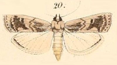 File:Pl.137-20-Euzophera villora.jpg