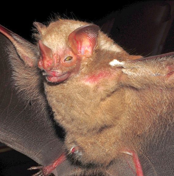 File:Pygoderma bilabiatum Bat species (10.3897-zoologia.37.e36514) Figures 18–29.jpg