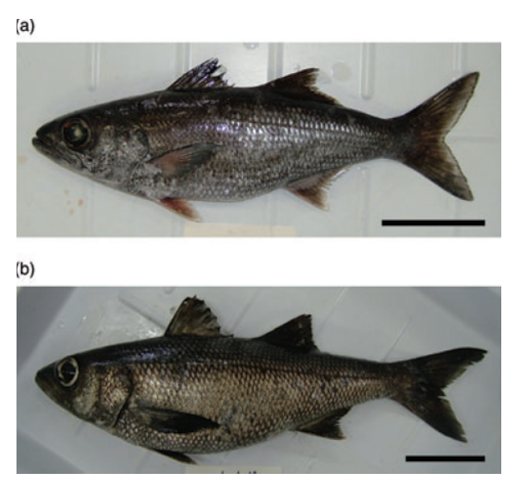 File:Scombrops boops Morpholigcal comparision.png