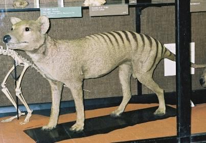 File:Thylacine-tring.jpg