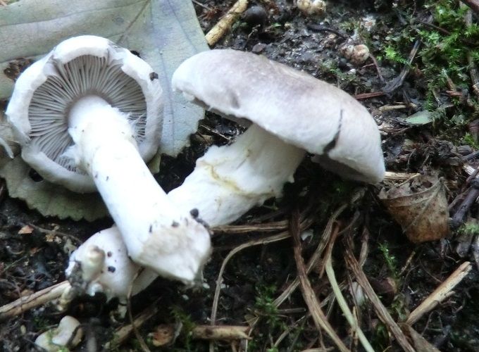 File:Tricholoma cingulatum 292459.jpg