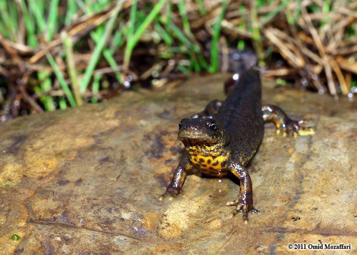 File:Triturus karelinii 0615.jpg