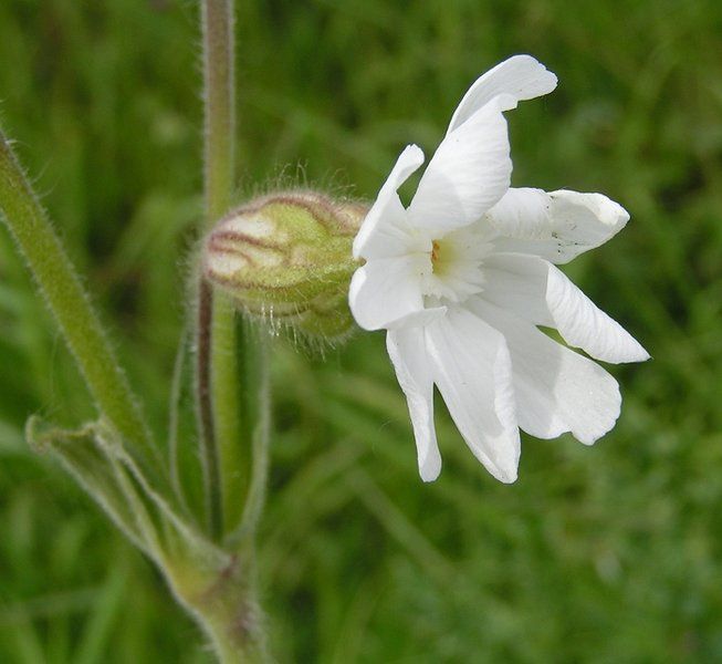 File:White campion close 700.jpg