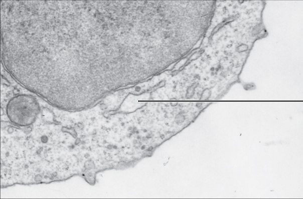 File:0313 Endoplasmic Reticulum c labeled.png